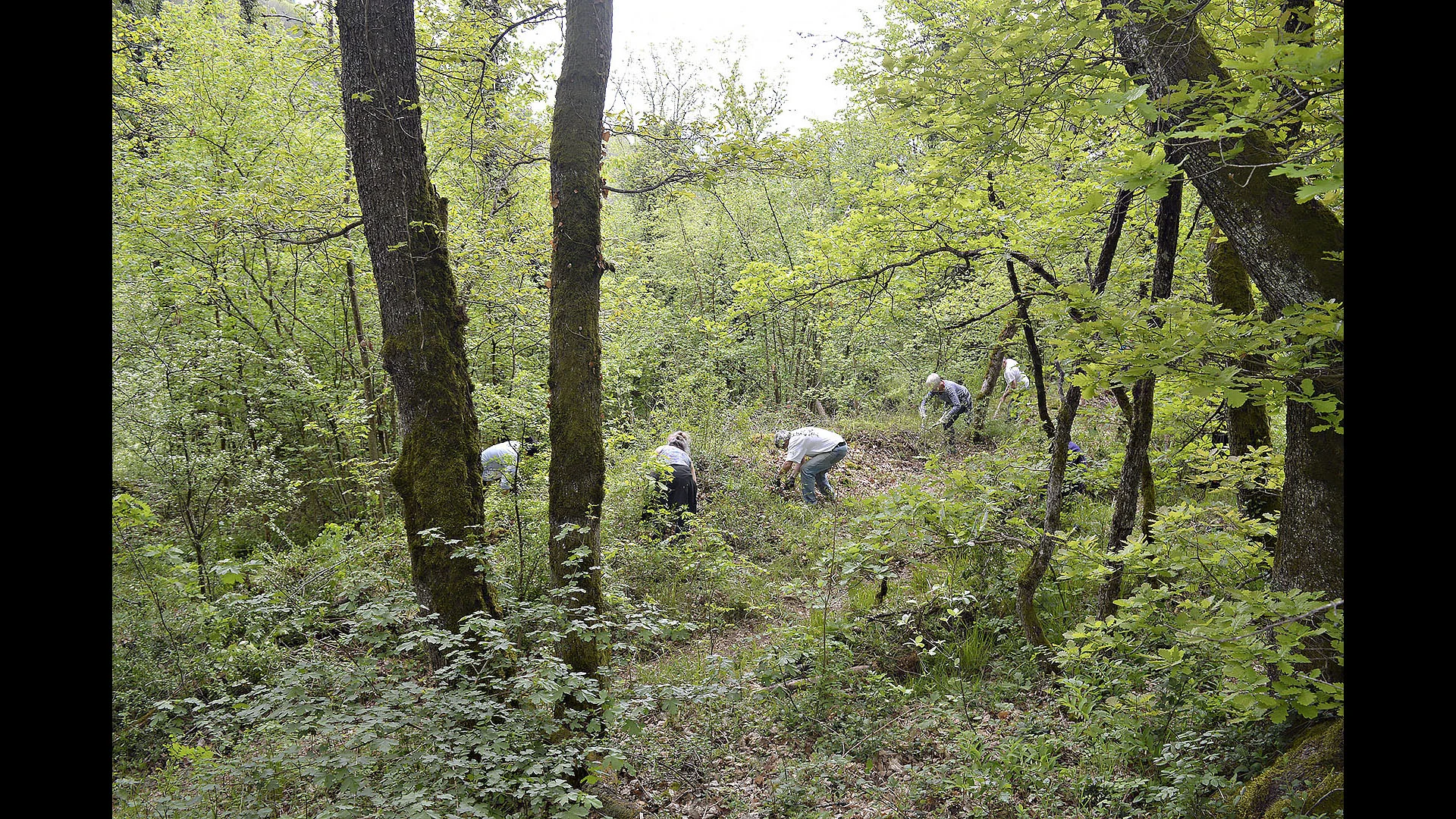  Débroussaillage du site en pleine forêt