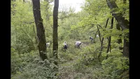  Débroussaillage du site en pleine forêt